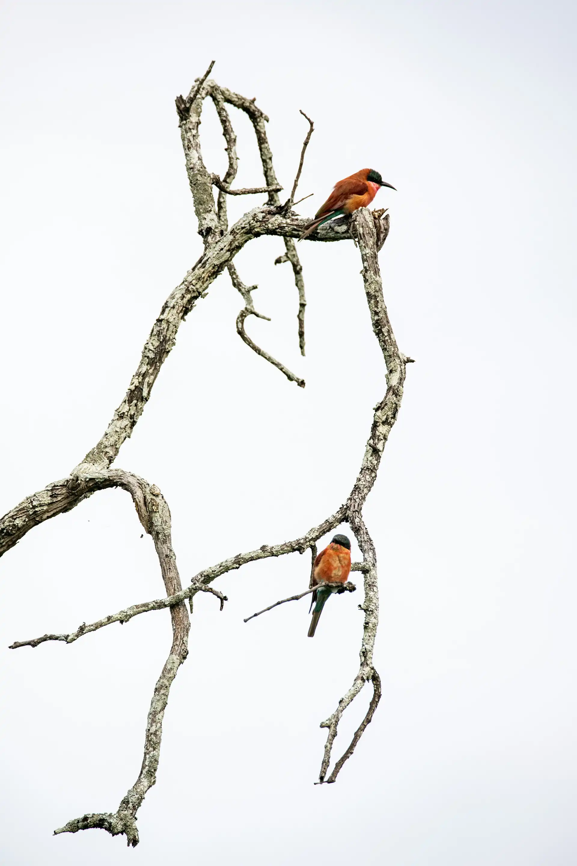 Nach dem Frühstück Fahrt nach Thekkady, Besuch einer Gewürzplantage, Elefantenritt und Kalaripayattu-Vorführung erleben.